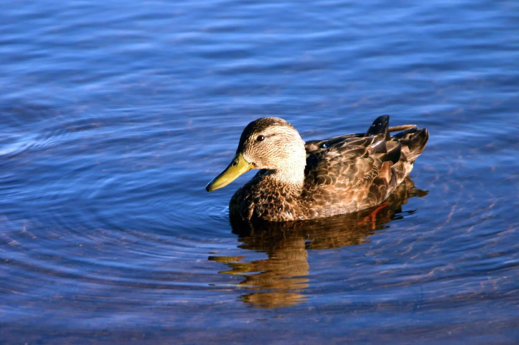 A duck swimming peacefully in calm blue water.