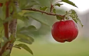 A ripe red apple hanging from a tree branch.