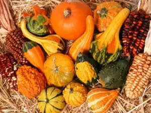 A variety of colorful gourds and pumpkins arranged on a woven surface.