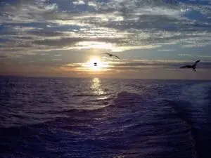 Sunset over the ocean with a bird in flight.