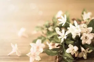 Soft focus image of delicate white flowers with green leaves.