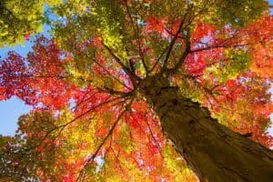 Looking up at a tree with vibrant autumn leaves in red, orange, and yellow.