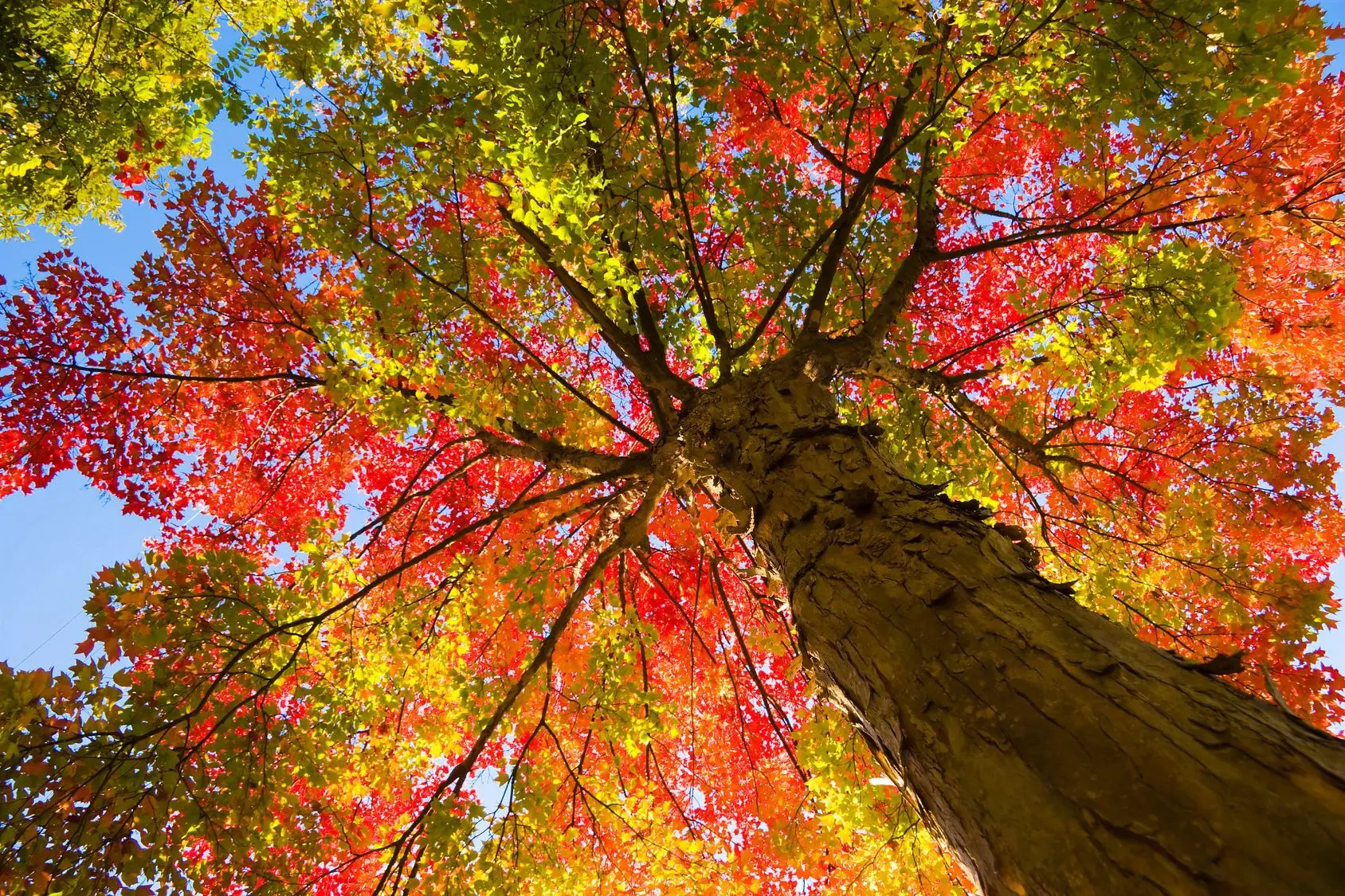 Looking up at a tree with vibrant autumn leaves in red, orange, and yellow.