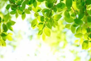 Bright green leaves illuminated by sunlight against a soft background.