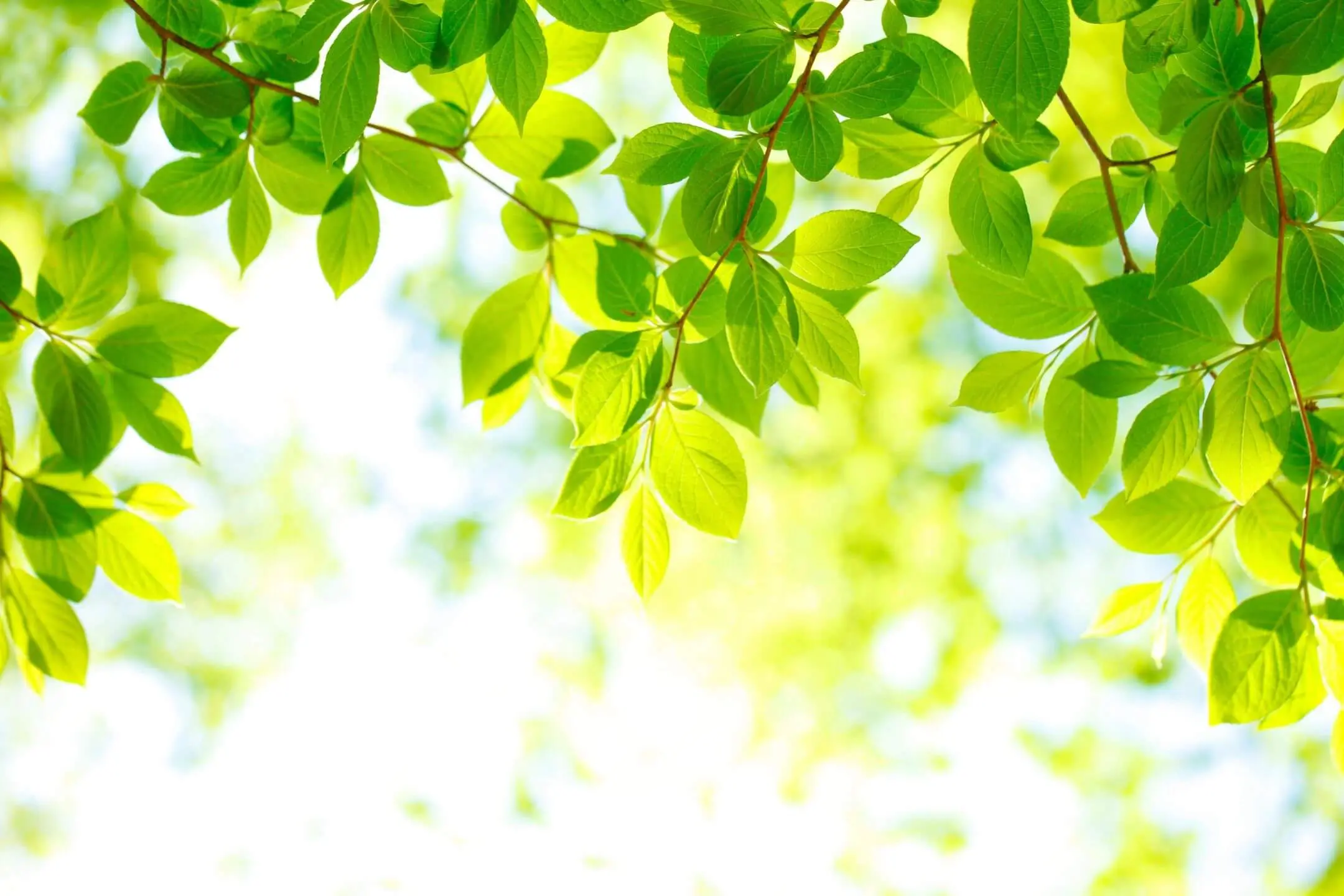 Bright green leaves illuminated by sunlight against a soft background.