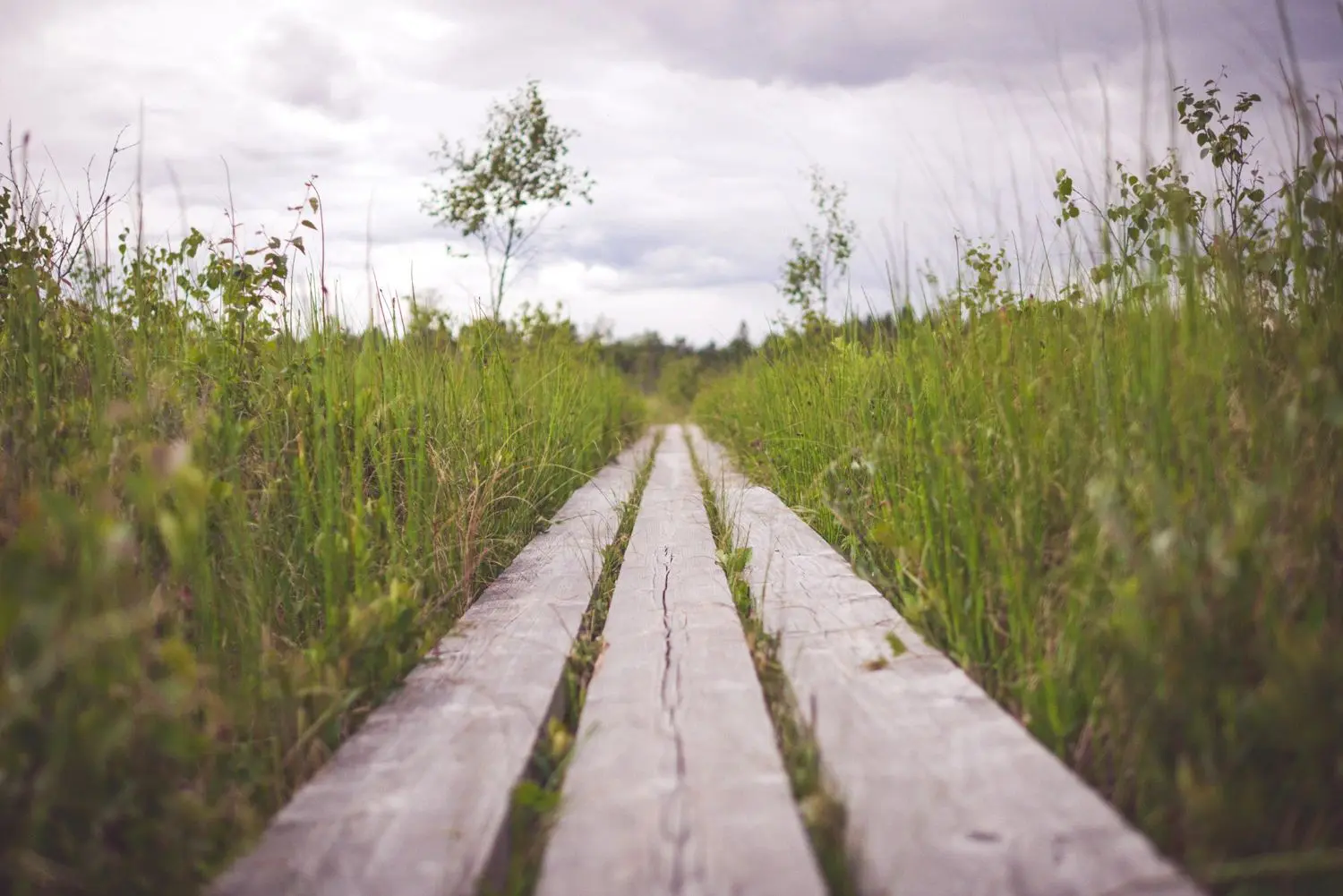 Wooden planks leading through tall green grass under a cloudy sky.