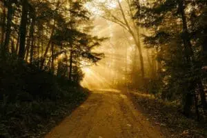 Sunlight filters through trees onto a forest path at dawn.