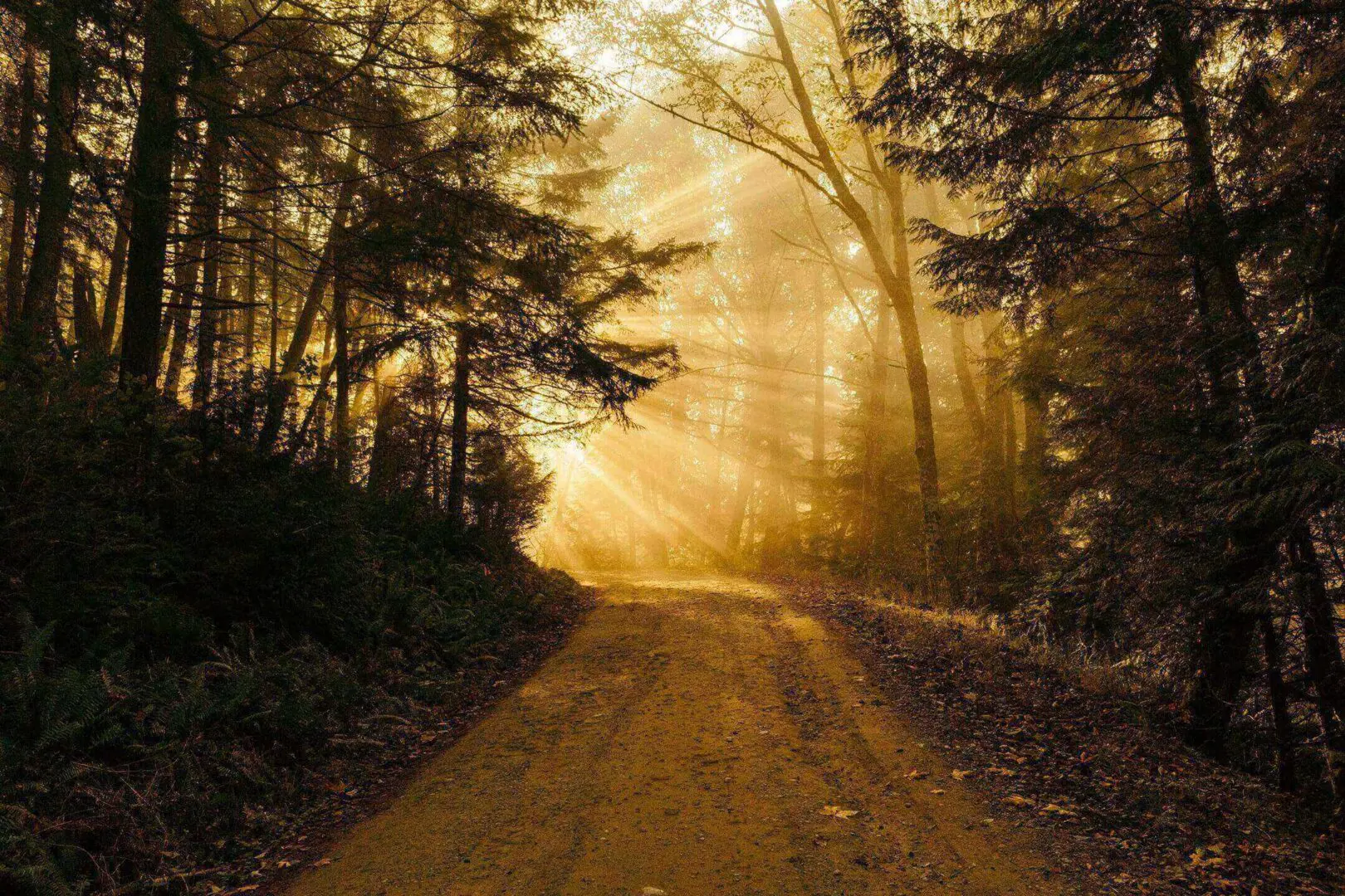 Sunlight filters through trees onto a forest path at dawn.