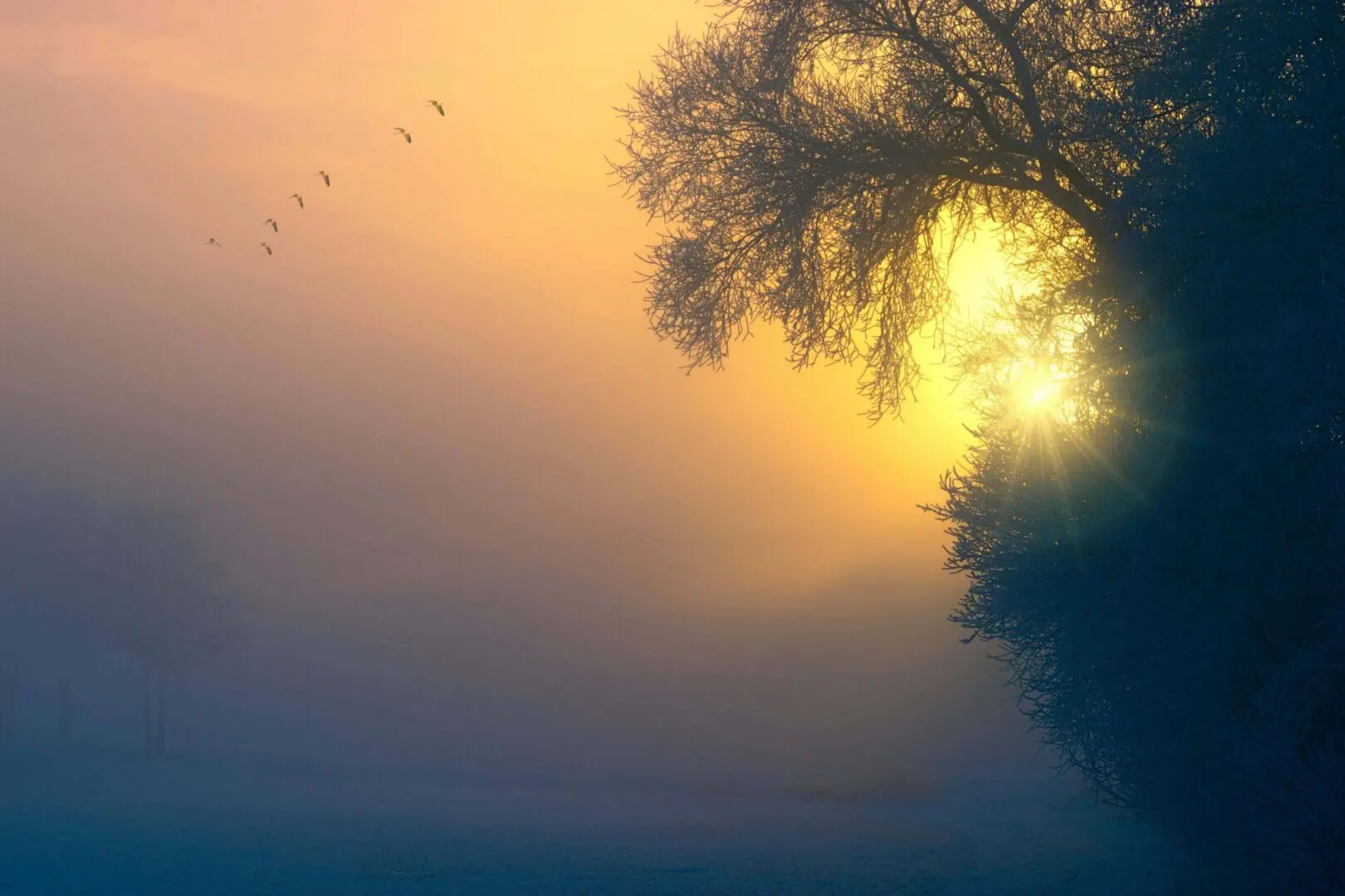 Sunset casting golden light through mist and tree branches.