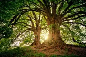 Sunlight filters through the branches of two ancient, sprawling trees.