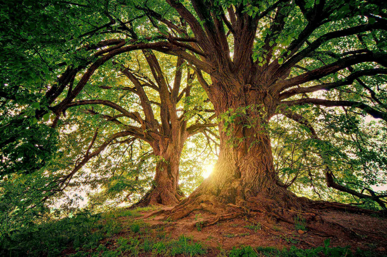 Sunlight filters through the branches of two ancient, sprawling trees.