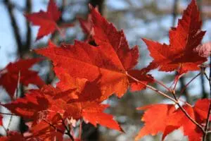 Bright red maple leaves in autumn sunlight.