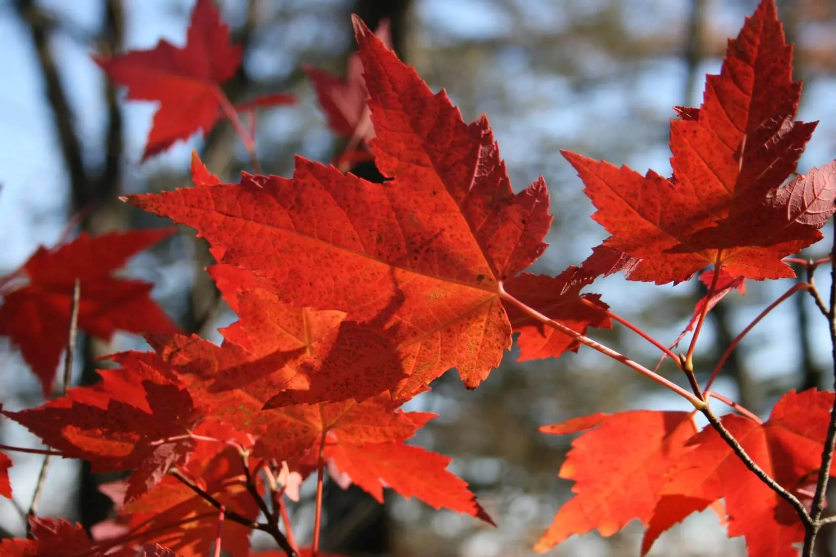 Bright red maple leaves in autumn sunlight.