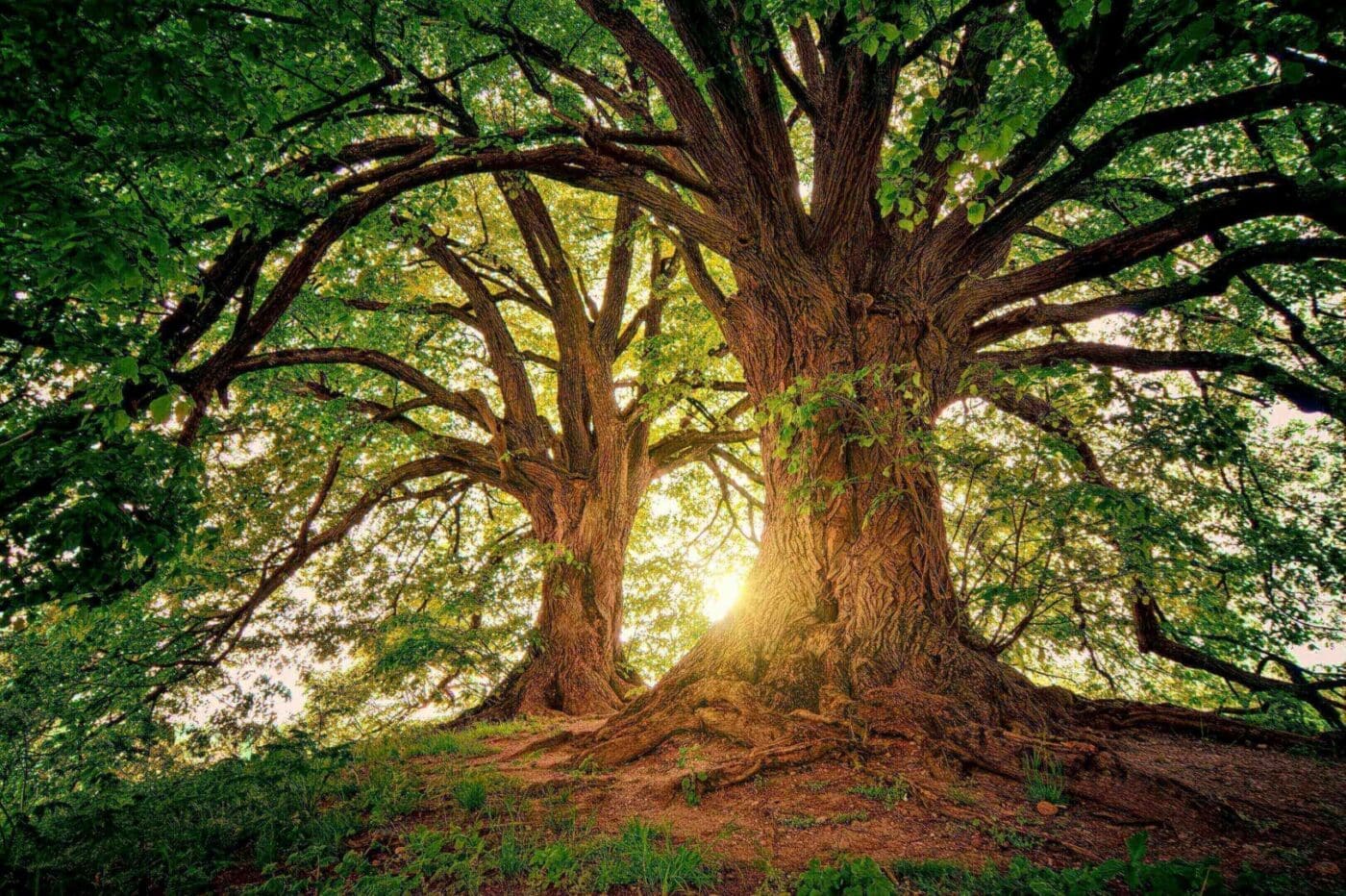 Sunlight filters through the branches of two ancient, sprawling trees.