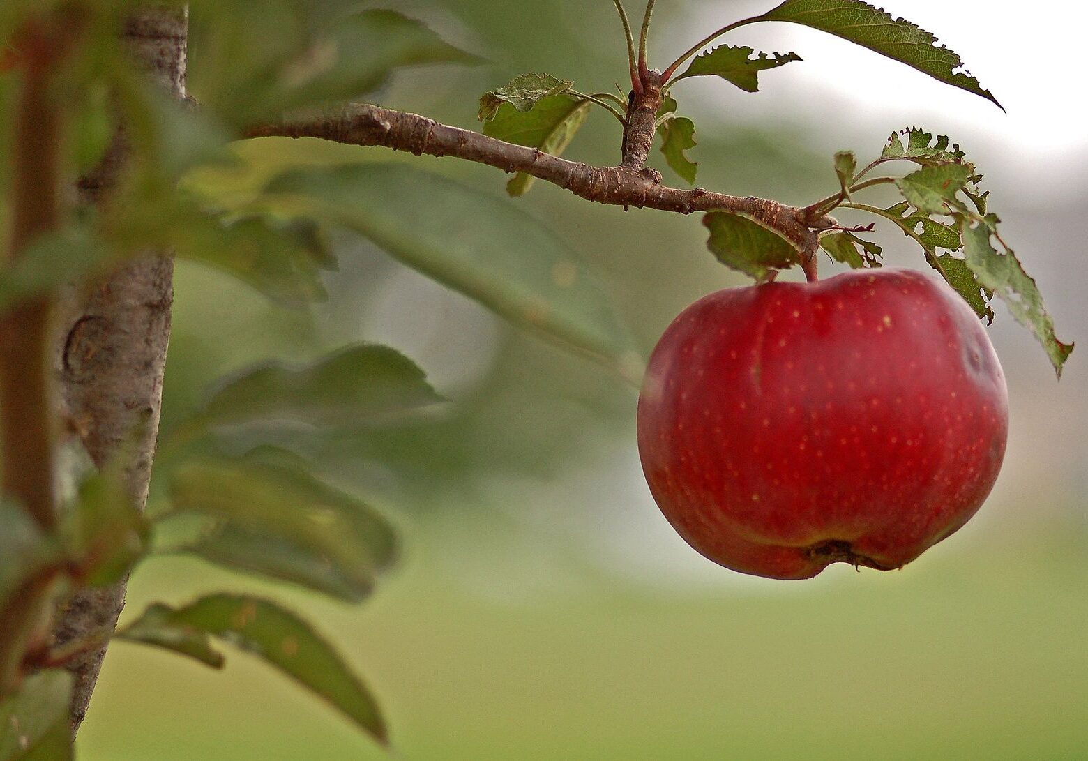 A ripe red apple hanging from a tree branch.