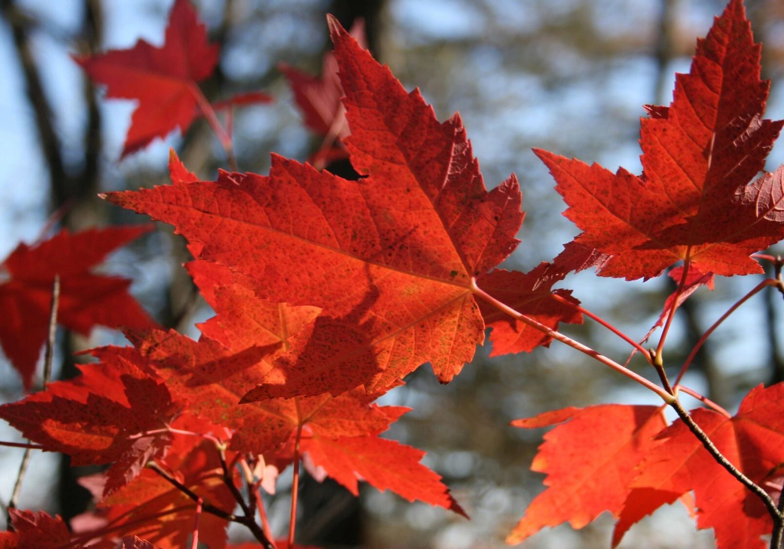 Bright red maple leaves in autumn sunlight.