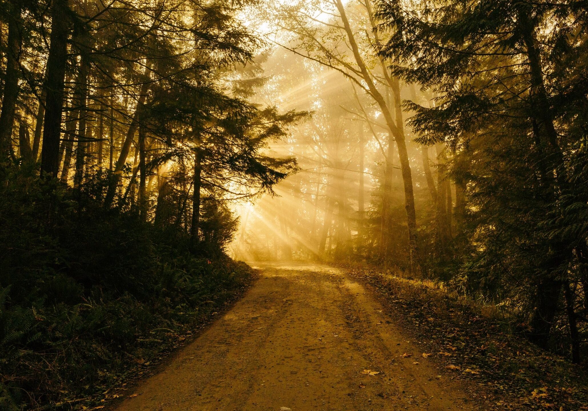 Sunlight filters through trees onto a forest path at dawn.
