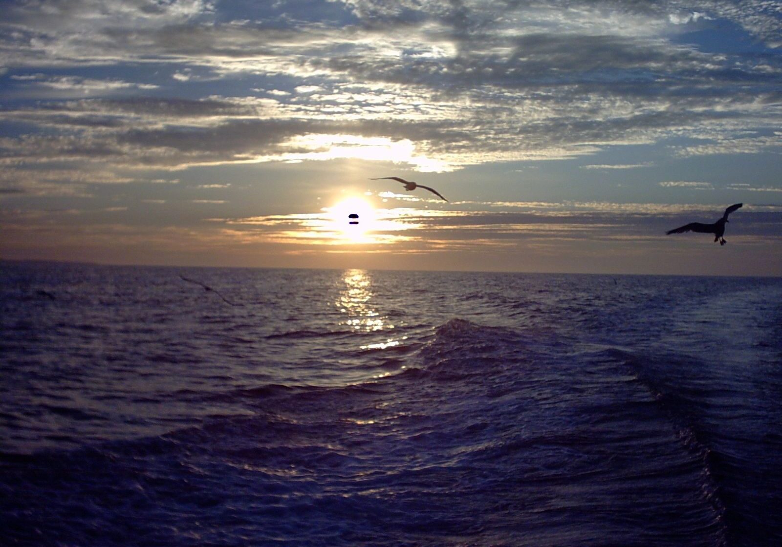 Sunset over the ocean with a bird in flight.