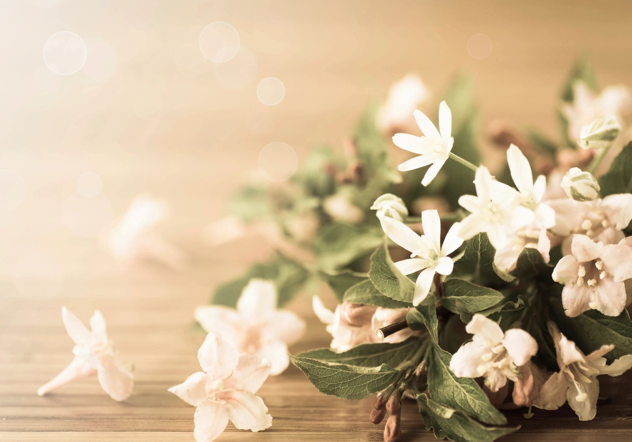 Soft focus image of delicate white flowers with green leaves.