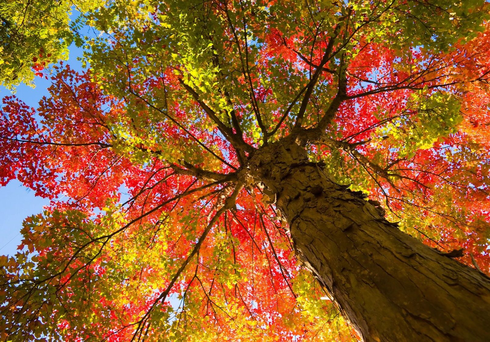 Looking up at a tree with vibrant autumn leaves in red, orange, and yellow.