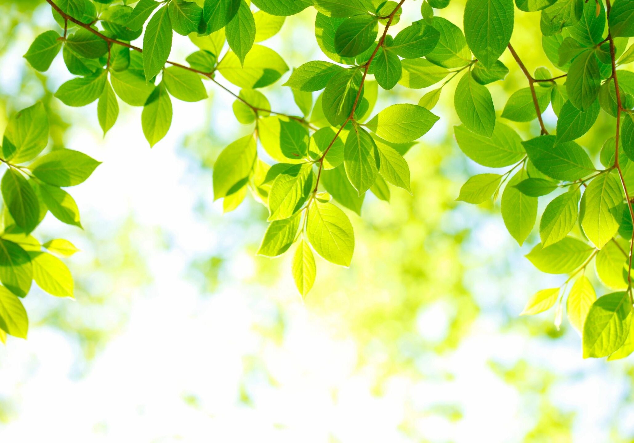 Bright green leaves illuminated by sunlight against a soft background.