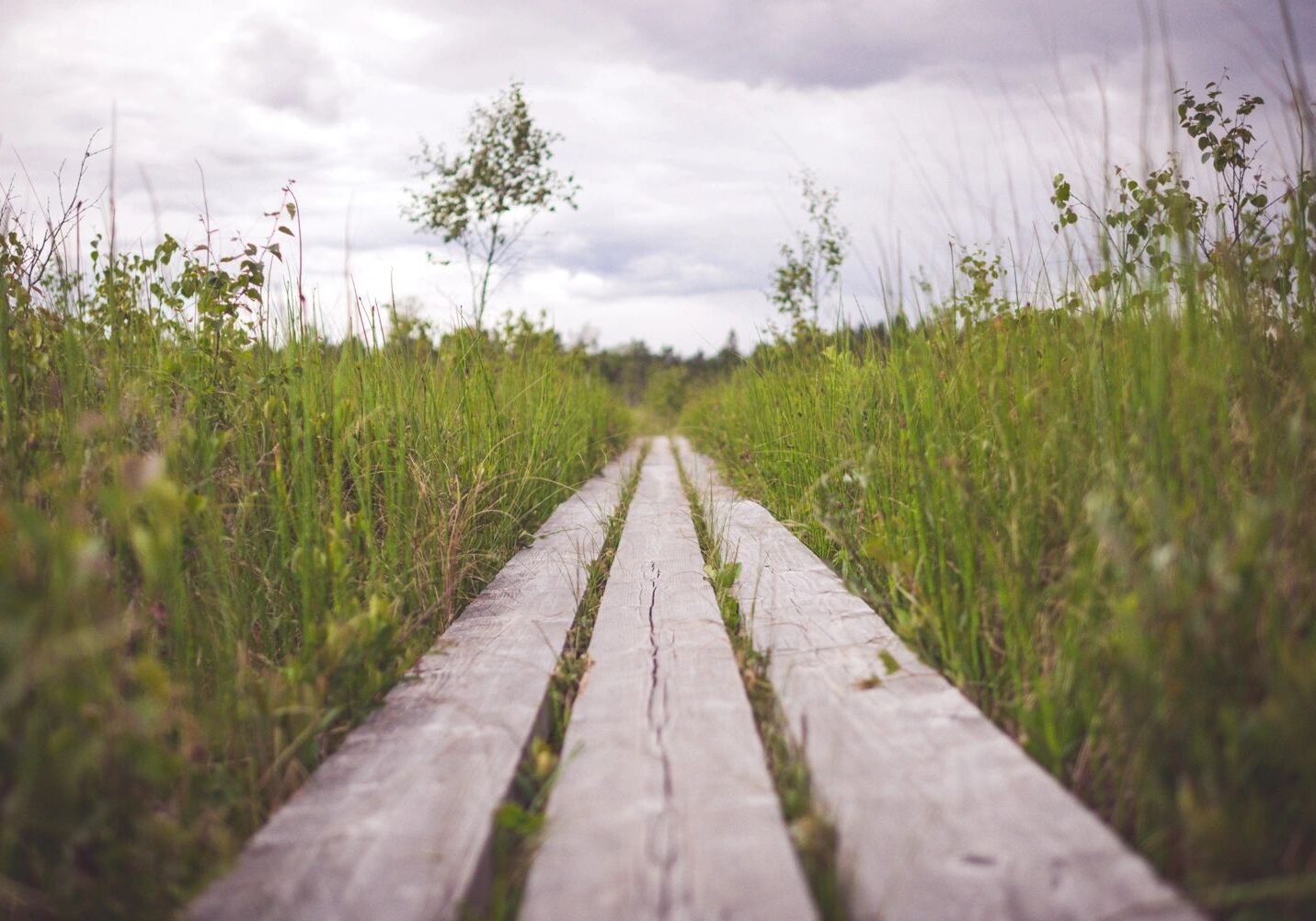 Wooden planks leading through tall green grass under a cloudy sky.