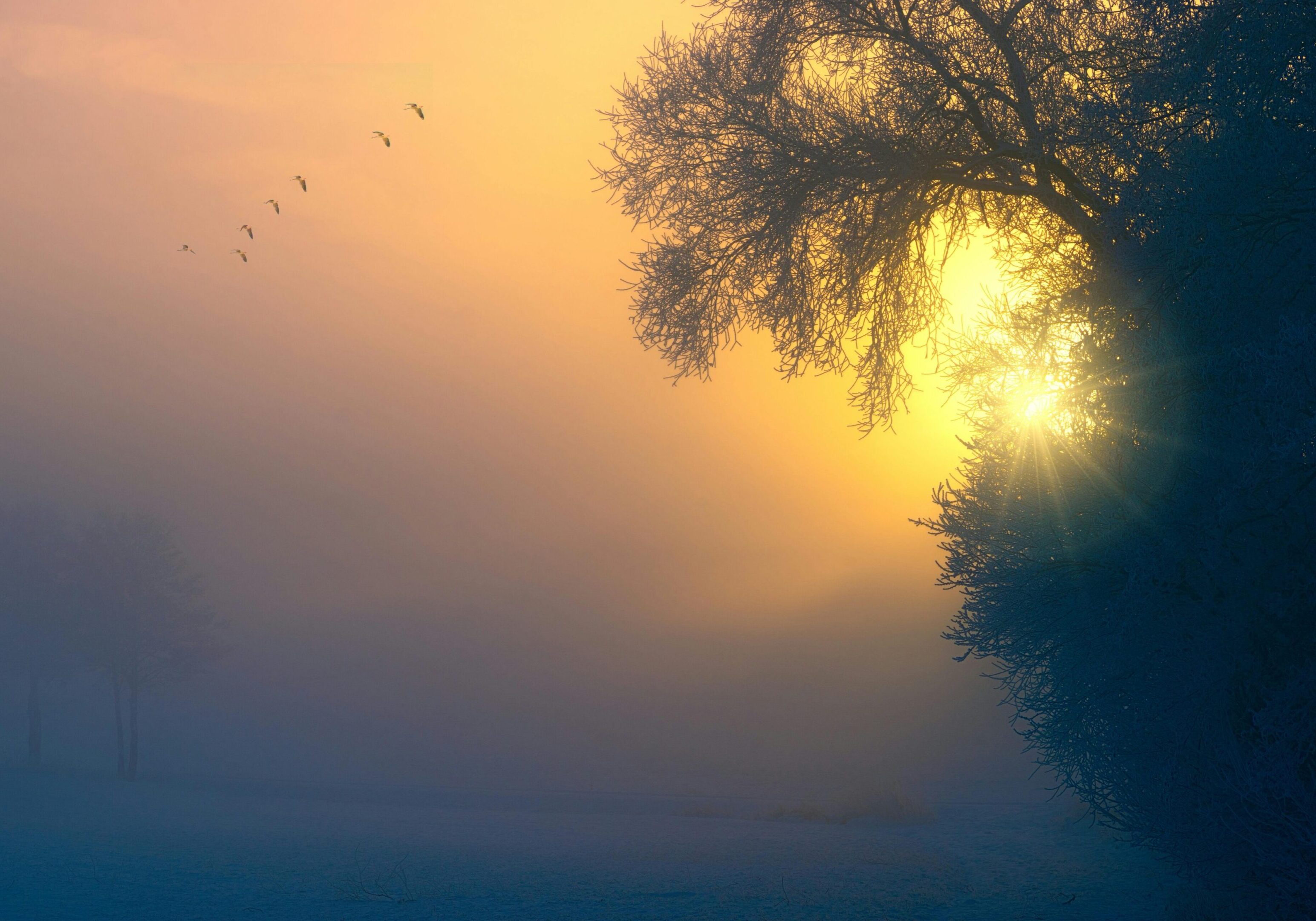 Sunset casting golden light through mist and tree branches.