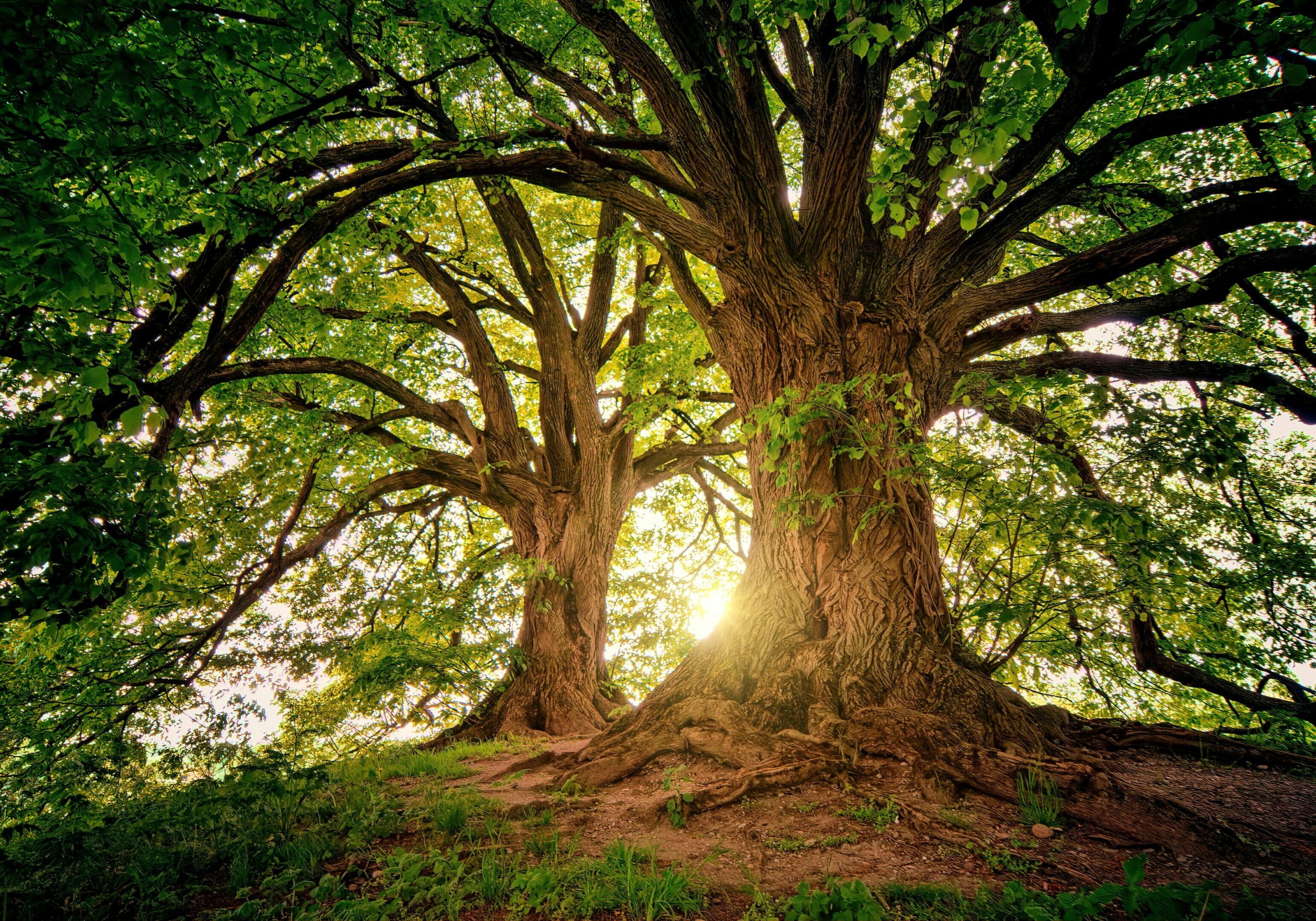 Sunlight filters through the branches of two ancient, sprawling trees.