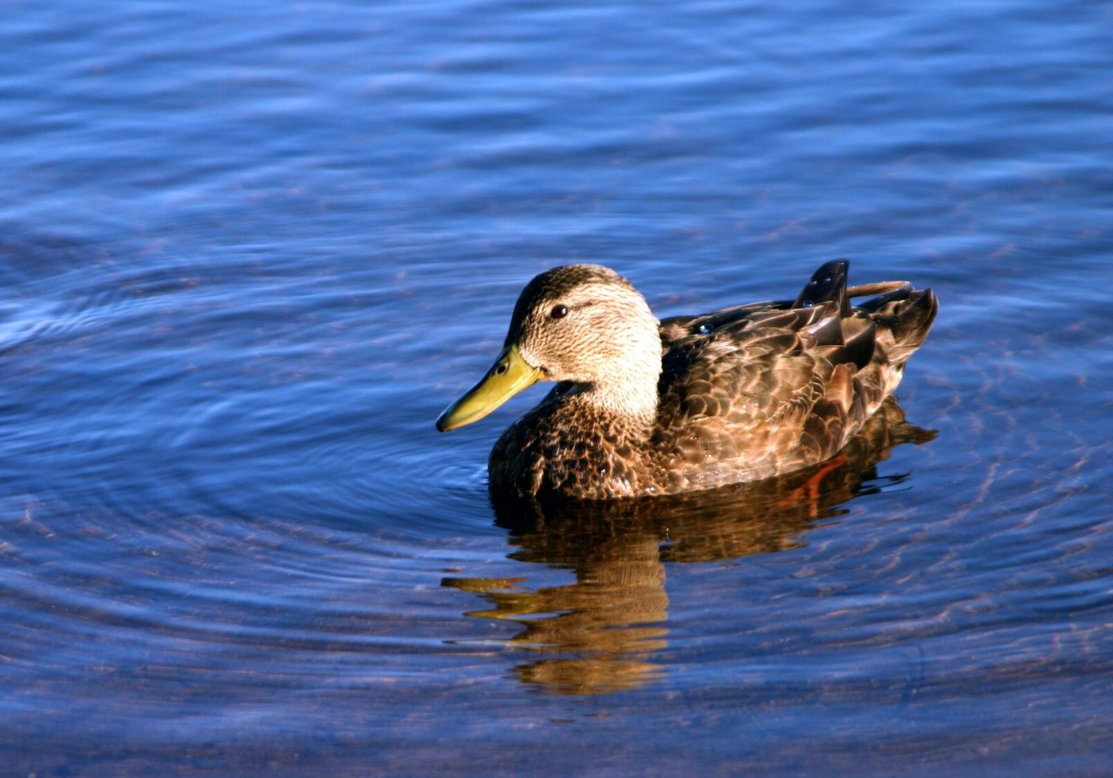 A duck swimming peacefully in calm blue water.
